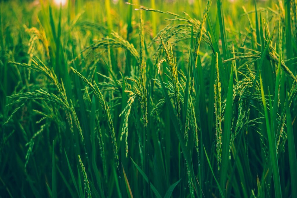 Close-up view of vibrant green rice plants thriving in a sunlit field, showcasing natural agricultural beauty.